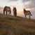 Takhi Wild Horse Lightscape, Mongolia