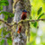 Madagascar Andasibe National Park 01