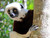 Madagascar Andasibe National Park 02