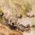 Tanzania Wildlife Breakaway Tanzania Wildlife Breakaway