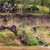 Tanzania Serengeti Wildebeest Migration 04