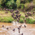 Tanzania Serengeti Wildebeest Migration 02