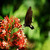 Kuang Si Butterfly Park, Laos