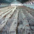 Terra Cotta Warriors and Horses Museum, China