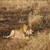 Lion | Gorongosa National Park, Vilankulos & Dovela Divine Beaches, Tropical Islands & Wild Safaris