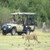 Game Drive Lions 6, Botswana