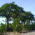 Baobabs Green Season, Botswana
