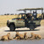 Game Drive Lions, Botswana