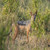 Tanzania Wildlife | Tanzania Wildlife Adventure Experience Safaris