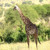 Tanzania Wildlife Adventure Experience Safaris Tanzania Wildlife Adventure Experience Safaris