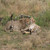 Relaxing Cheetah in Serengeti, Tanzania
