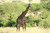 Giraffe - Tanzania Travel
