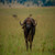 Kvnp 274 - Uganda Travel