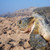 Ras Al Jinz Turtle Reserve, Oman