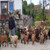 Sheeps | Macedonia Trails