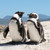 14-Day South Africa Discovery Tour: Cape Town, Garden Route & Big Five Safari 14-Day South Africa Discovery Tour: Cape Town, Garden Route & Big Five Safari