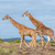 Giraffes - South Africa Travel