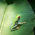 Wildlife in the rainforest of Tortuguero National Park, Costa Rica