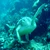 Green sea turtle swimming over a hard coral reef, Bohol, Philippines