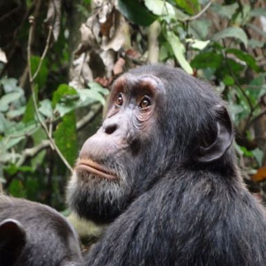Chimpanzee Trekking Tanzania, Uganda