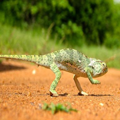 Namibia Chameleon | Accommodated Adventures In Namibia & Zambezi