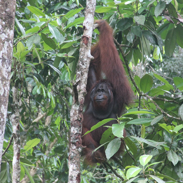 Orangutan Rehabilitation Center in Borneo, Datum Valley to actively participate and learn about wildlife