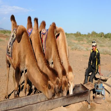 Camel - Mongolia Travel