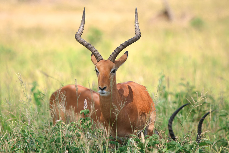 Deer - Tanzania Travel