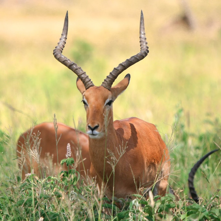 Impala ram standing in long grass on a Tanzania safari