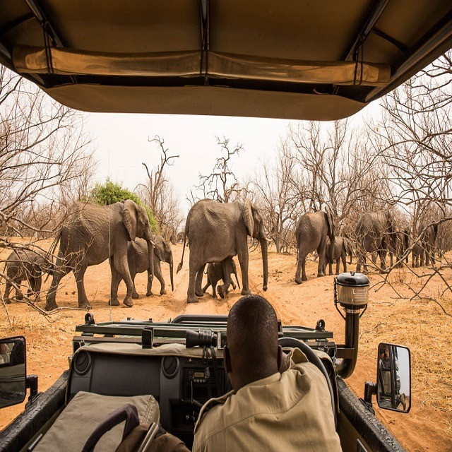 Game Drive in Chobe National Park