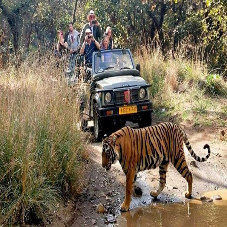 Golden Triangle with Tigers of Ranthambore