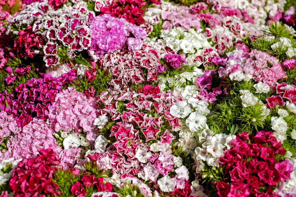 The beautiful yet delicate scent of blooming carnations. A clear and floral aroma that brings an air of pleasent clarity to a space.