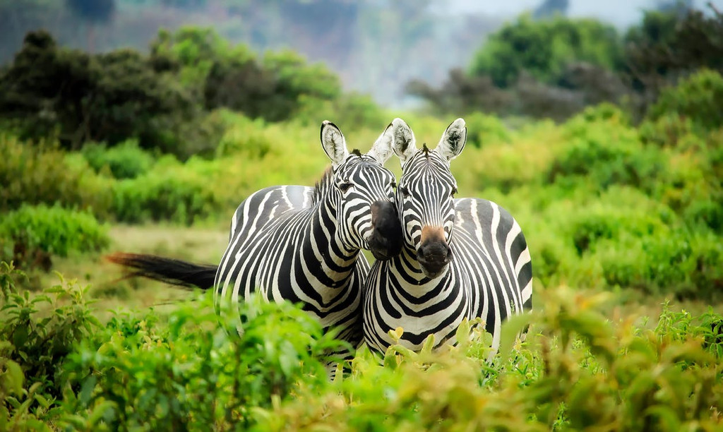 A mix of grass and animals on the African savannah.