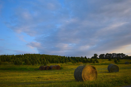 A true summer time fragrance, freshly mowed grass.