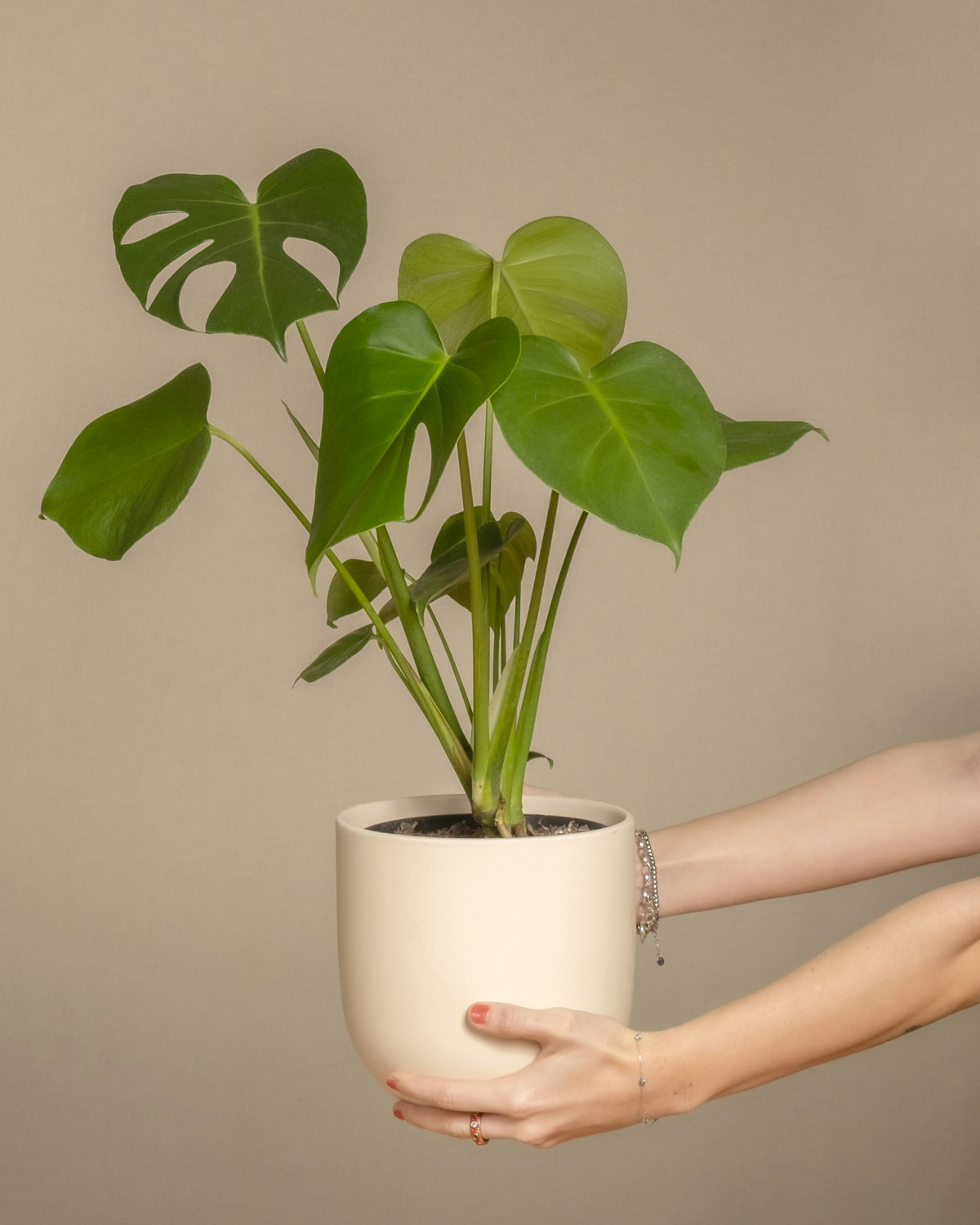 Monstera
