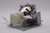 DX56AAB replacement lamp