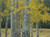 Aspen Grove by Tim Breaux - Canvas Giclee Limited Edition Signed & Numbered 200 - 24 x 32
