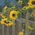 Meadowlark Sunflowers by Tim Breaux - Canvas Giclee Limited Edition Signed & Numbered 200 - 36 x 36
