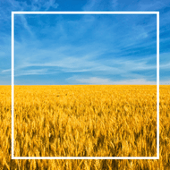 ​Drought Poses Significant Challenges for Ukraine's Winter Grain Sowing
