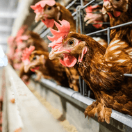 ​Fowl Play? Examining the UK's Reluctance to Adopt the Better Chicken Commitment