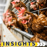 ​Fowl Play? Examining the UK's Reluctance to Adopt the Better Chicken Commitment