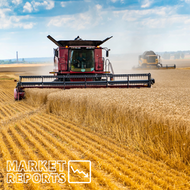 ​Global Wheat Market in 2024: Challenges and Dynamics