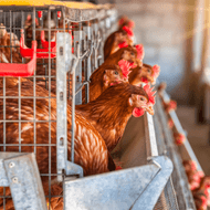 ​Scotland Paves the Way: A Future Free from Hen Cages