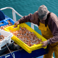 ​Sustainable Scampi: Separating Fact from Fiction