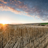 ​UK's Surge in Wheat Imports Amid Crop Challenges, Reports AHDB