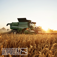 ​Wheat Market Update: Impact on the UK Wheat Market