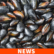 British mussel exports hit stormy waters as French customs reject £150,000 worth of shellfish