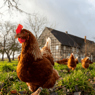 Legal Showdown Over Broiler Chicken Welfare