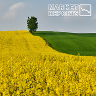 UK Harvest 2025: Encouraging Oilseed Rape, But Wheat Takes a Hit