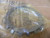 Timken W 20 Inch Lockwasher